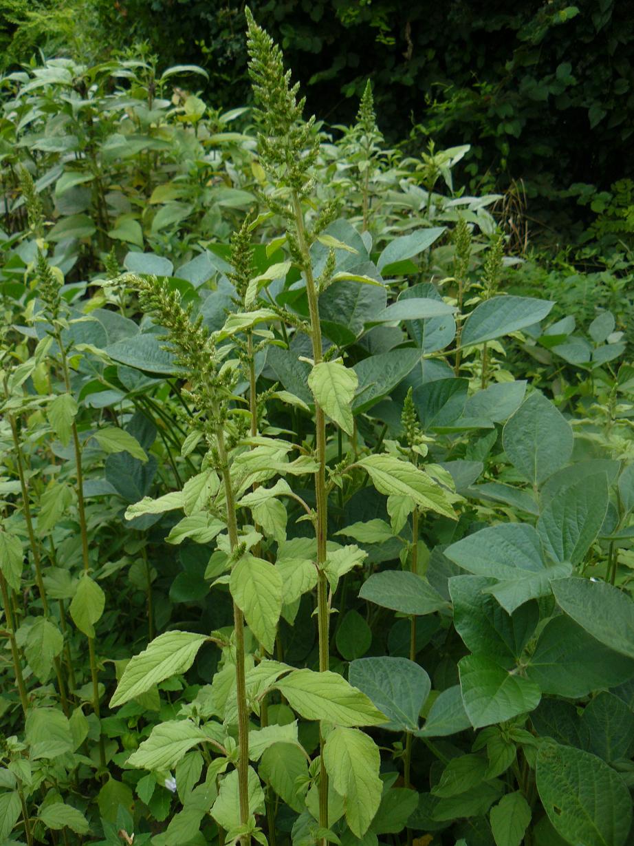 infestante soia e mais - Amaranthus sp.